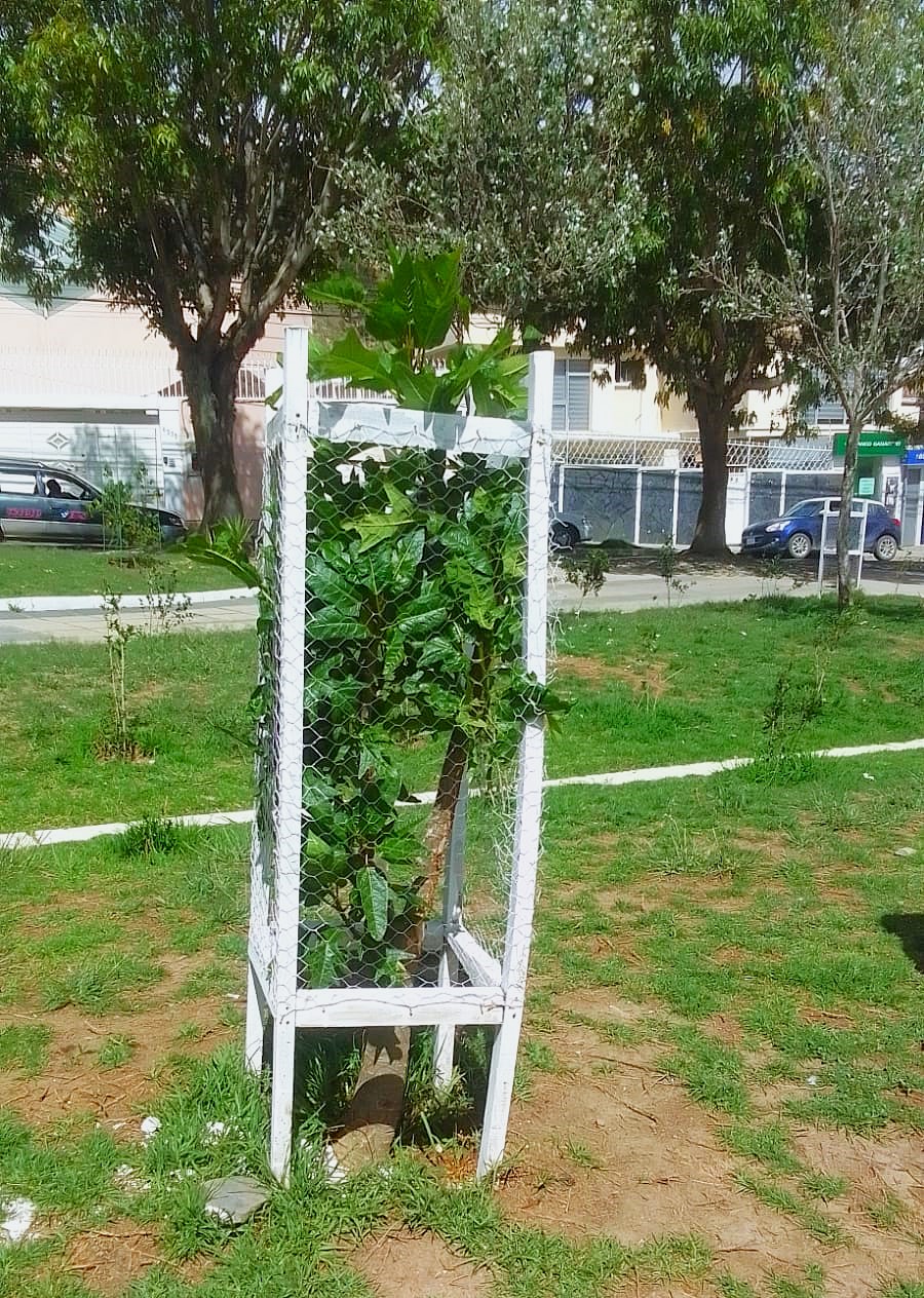 Gargatea | Higuerón | Papayuelo